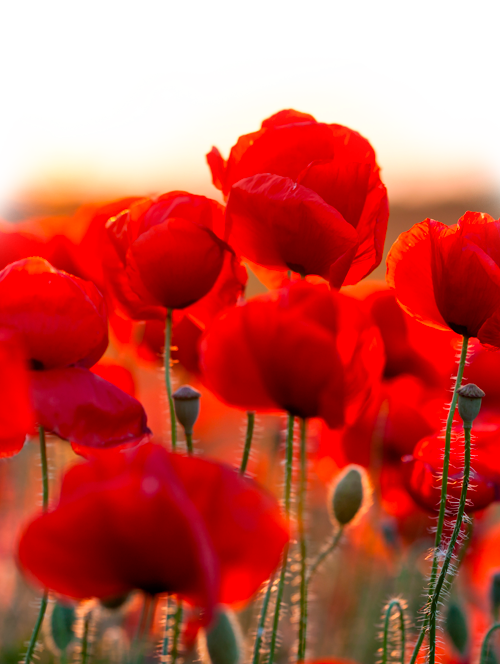 Coquelicots d'illustration