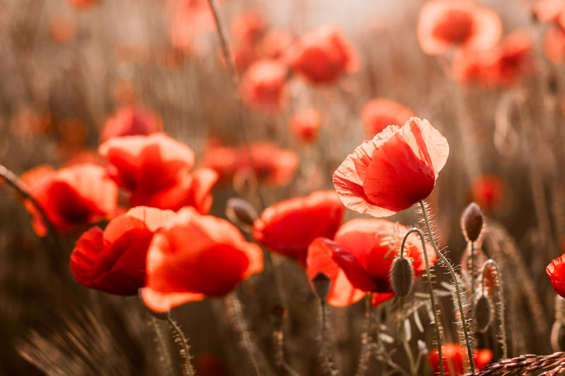 Des coquelicots dans des herbes hautes